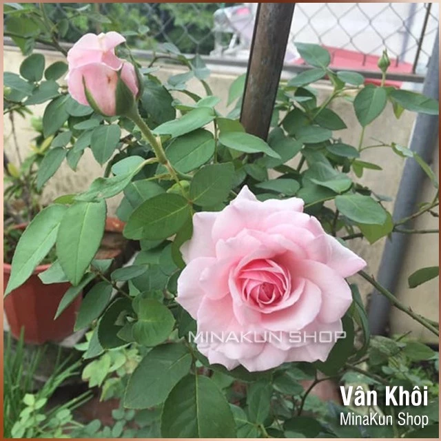 Hoa hồng Vân Khôi siêu thơm - MinaKun Shop