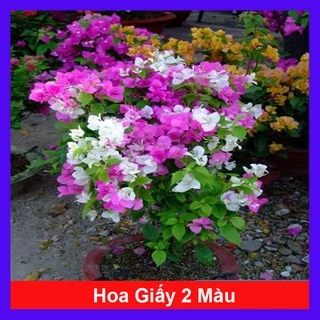 Cây Hoa Giấy 2 Màu - hoa giấy Cao Bồi - cây cảnh để bàn