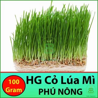 Hạt Giống Cỏ Lúa Mì 100gr (Mầm Lúa Mạch) Dễ Trồng, Thơm Ngon