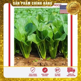 Hạt giống rau cải ngọt 2000 hạt USA