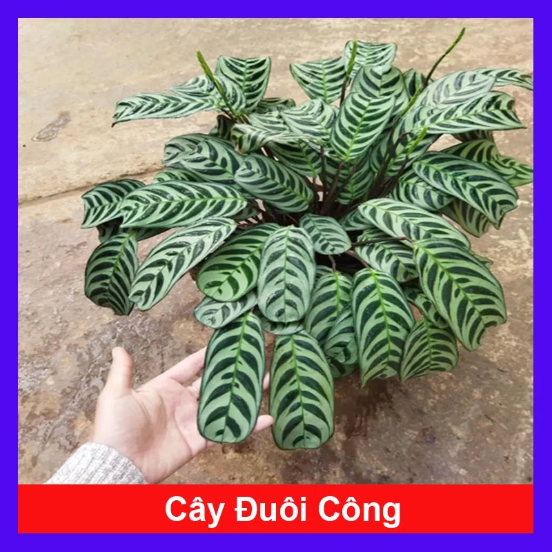 Cây Đuôi Công - cây cảnh đẹp để bàn và trang trí nhà cửa