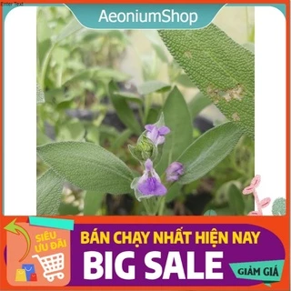 Cây Xô Thơm 🌿- SAGE ( Cây Ngải Đắng ) - Gia Vị Tây ✨