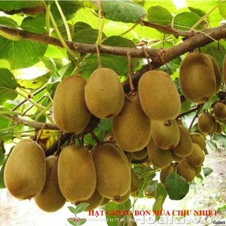 Gói 10 hạt giống KIWI leo giàn siêu trái