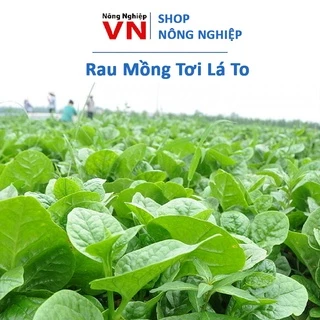 20Gr - Hạt giống rau mồng tơi lá to