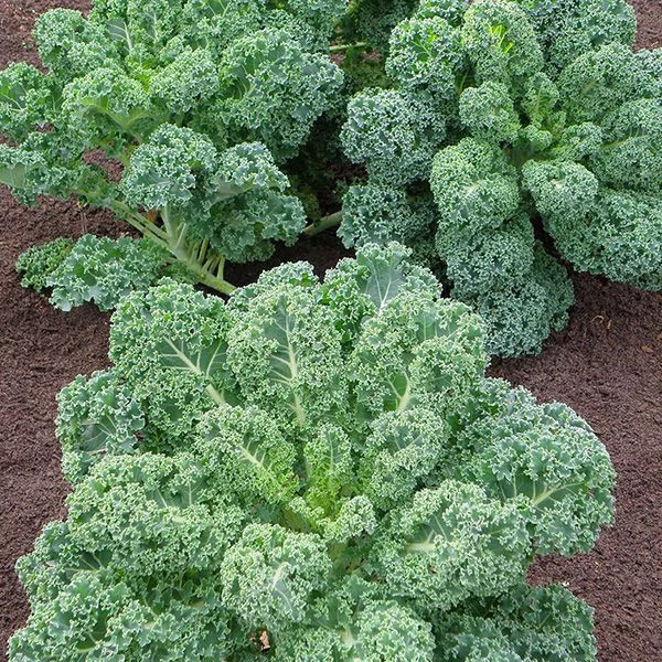 Hạt giống cải xoăn Kale