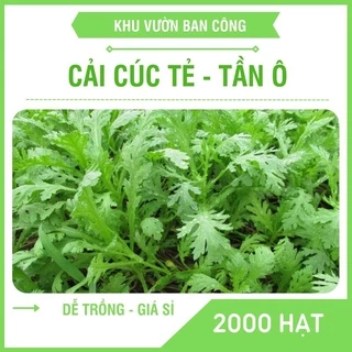 Hạt Giống Rau Cải Cúc ( Tần Ô), Cải Cúc Tẻ Chân Lùn Lá Sẻ Gói 20g 2000 Hạt - Khu Vườn Ban Công