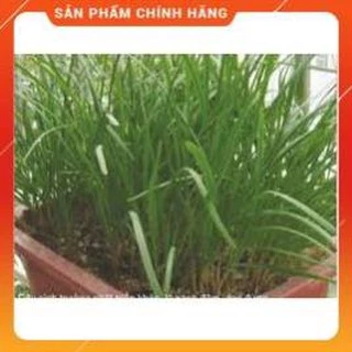 HẠT GIỐNG HẸ TA GÓI 10G