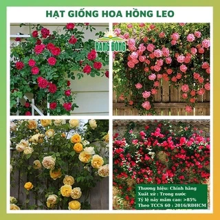 Hạt giống hoa hồng leo nhiều màu đẹp dễ trồng, chăm sóc tỉ lệ nảy mầm cao 10 hạt RADO 0843