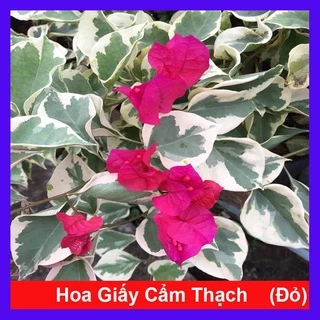 Cây hoa giấy cẩm thạch (màu đỏ) - cây cảnh để bàn - caykiengsadec