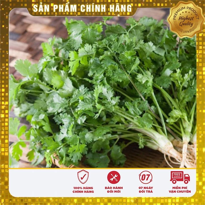 (FREE SHIP) Hạt giống Rau Mùi Chịu Nhiệt trồng quanh năm gói 20 Gram