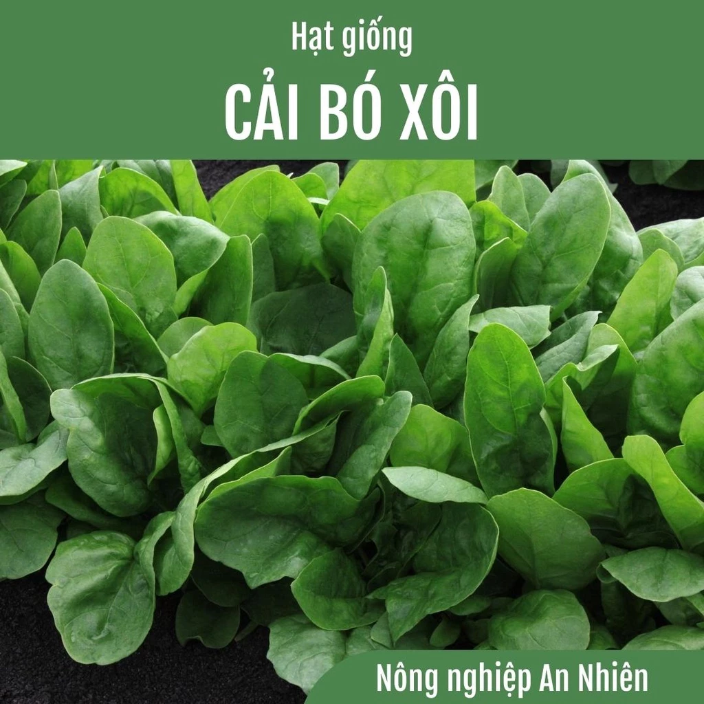 20g Hạt giống CẢI BÓ XÔI, RAU CHÂN VỊT, RAU BINA lai F1