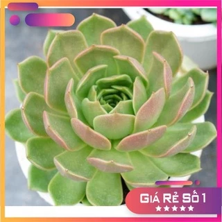 Sen Đá Đế Vương xám GLASS GARDEN chậu lớn 15cm, Dễ trồng, Sen đá đà lạt, Lỗi 1 đổi 1