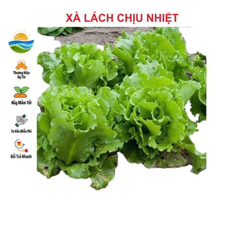 Hạt Giống Xà Lách Chịu Nhiệt 5gr