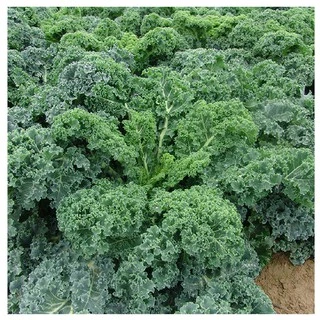 hạt giống rau cải xoăn xanh kale gói 150 hạt