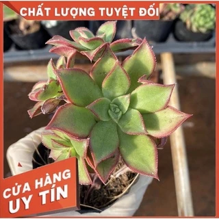 sen đá Aeonium, sen đá ba màu, sen đá Đà Lạt, size bầu