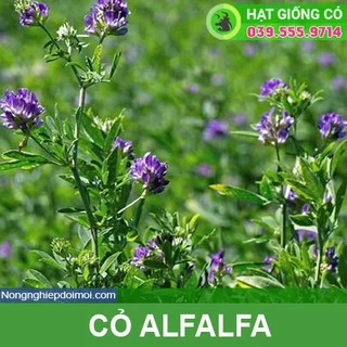 Hạt cỏ  chăn nuôi ALFALFA Linh Lăng - Cỏ Họ Đậu 10g Hạt giống Cỏ Chăn Nuôi Trâu,bò,lợn,gà,cá...