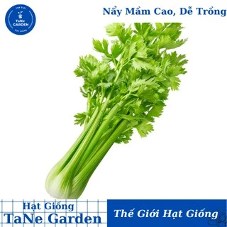 0.5Gr Hạt Giống Cần Tây Mỹ Ngọt 75cm Utah - TaNe Garden