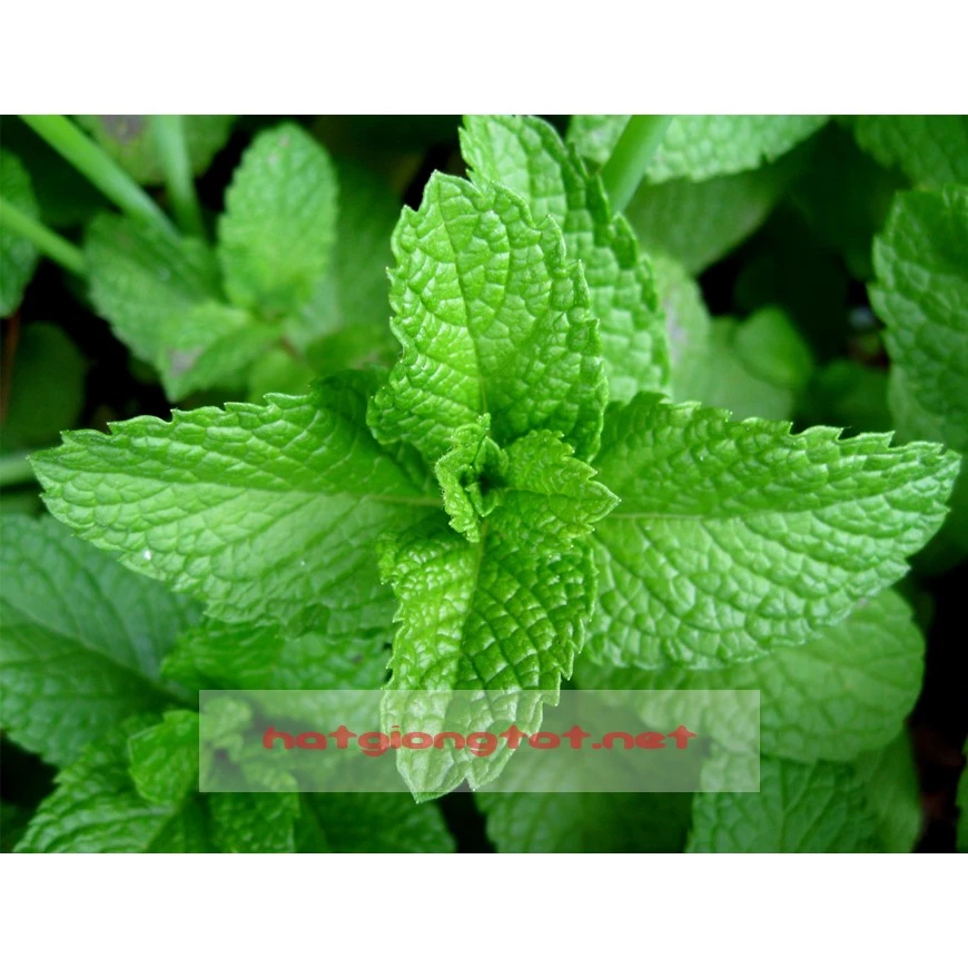 Hạt giống rau bạc hà spearmint