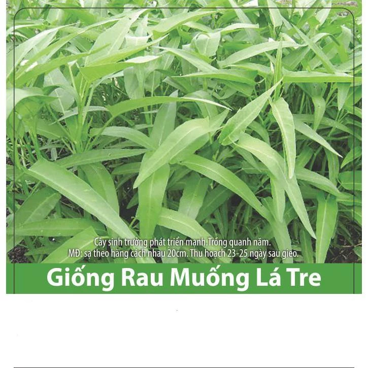 Hạt Giống Rau Muống Lá Tre Dễ Trồng, Năng Suất Cao 15gr