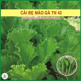 Hạt giống Cải bẹ mào gà cao sản TN 42 - 20g