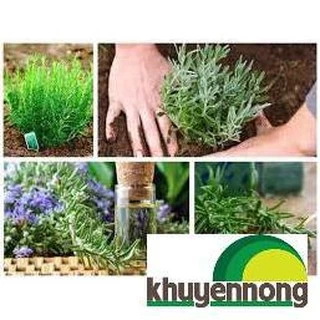 100 hạt giống hương thảo đuổi muỗi