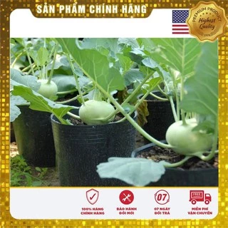 hạt giống xu hào xanh 200 hạt (su hào) USA