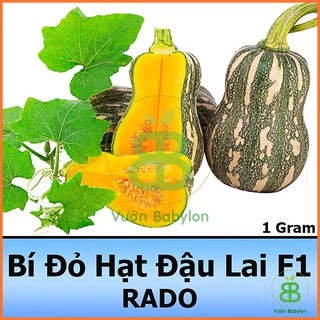 Hạt Giống Bí Đỏ Hạt Đậu Lai F1 Siêu Trái, Năng Suất Cao