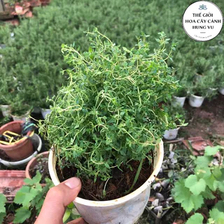 Cây xạ hương thyme cây gia vị âu