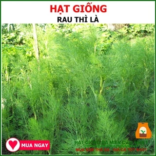 Hạt Giống Thì Là Rạng Đông 5 Gram