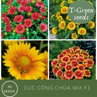 Hạt giống f1 cúc công chúa mix màu