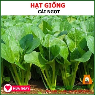 20 Gram Bịch Hạt Giống Cải Ngọt Rạng Đông