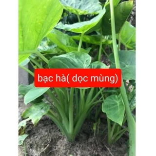 Cây dọc mùng 10 cây