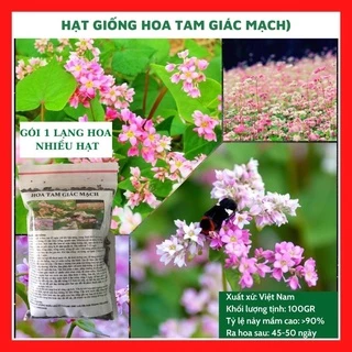 Hạt giống hoa tam giác mạch GÓI 1 LẠNG mix màu đẹp (đỏ, hồng, trắng) dễ trồng tỷ lệ nảy mầm cao - hạt giống rau củ quả