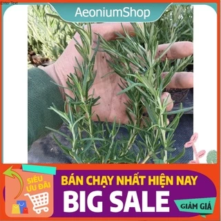 [ Mua 5 Tặng 1 ] Cây Hương Thảo Rosemary Đuổi Muỗi Hương Dịu Nhẹ Cây Nhỏ Xinh 😌