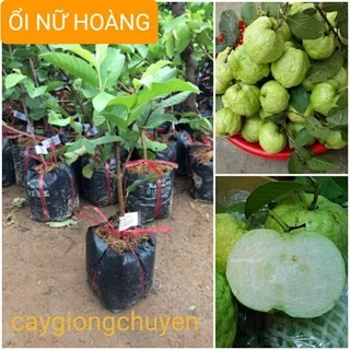 CÂY GIỐNG ỔI NỮ HOÀNG KHÔNG HẠT