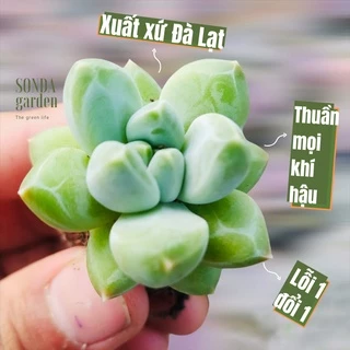 Sen đá kim cương SONDA GARDEN size mini 2,5-4cm cây cảnh trang trí nhà cửa, lỗi 1 đổi 1