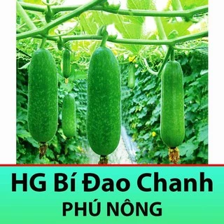 Hạt Giống Bí đao Chanh 0,2Gr Dễ Trồng, Siêu Trái