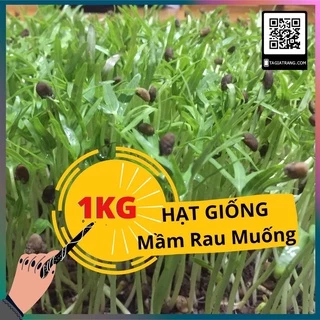 1KG Hạt giống rau mầm rau muống (rau muống mầm)