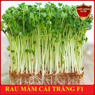 Hạt Giống Rau Mầm Cải Trắng