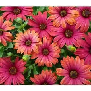 HẠT GIỐNG HOA CÚC CHÂU PHI Outsidepride African Daisy Mix