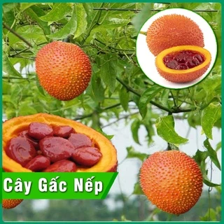 Cây Giống Gấc Nếp Cao Sản cho quả 4 mùa mùi thơm và tốt cho sức khỏe chiều cao cây giống 40cm - 60cm dễ trồng & chăm sóc