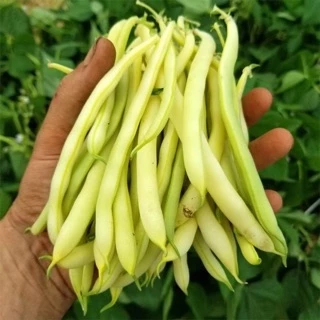 [ HG Mai Nguyễn] 30 Hạt giống đậu Cove vàng Ý