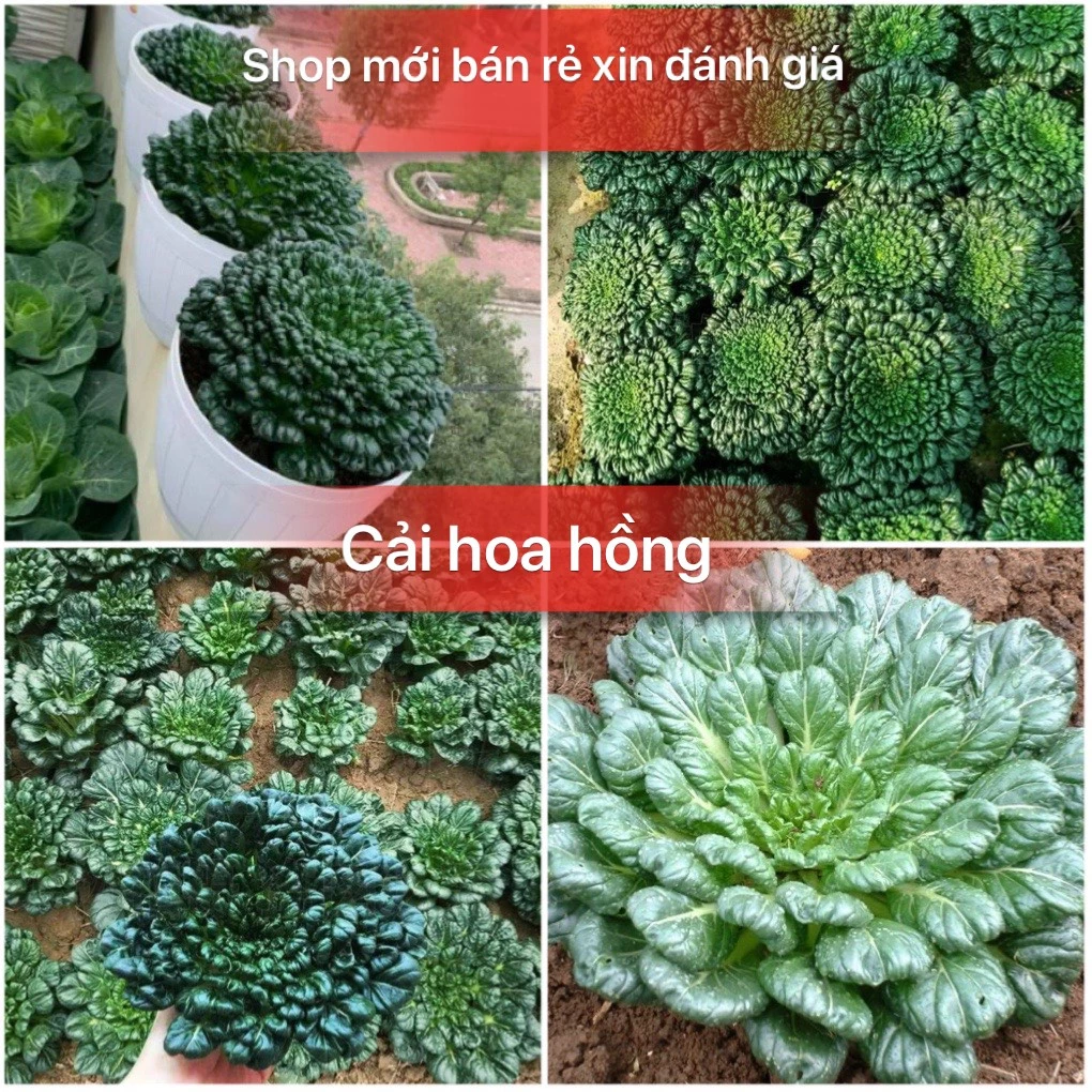 Hạt giống cải hoa hồng cao sản F1