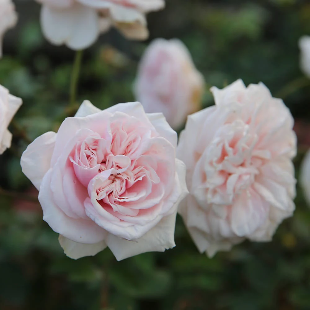 combo 10 cây giống Hoa hồng cổ Bạch Vân Khôi – Giống hồng cổ quý nhất của Việt Nam