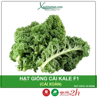 Hạt Giống Cải Kale F1 (Cải Xoăn Mỹ) Siêu Năng Suất Gói 02 Gram