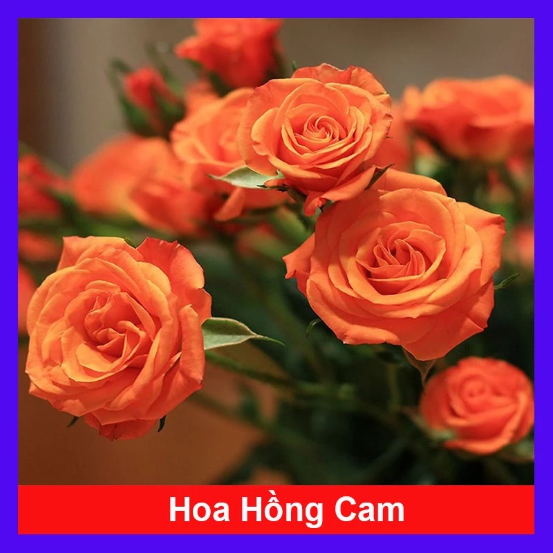 Hoa Hồng Tỉ Muội (Màu Cam) - hoa hồng cam - cây cảnh để bàn