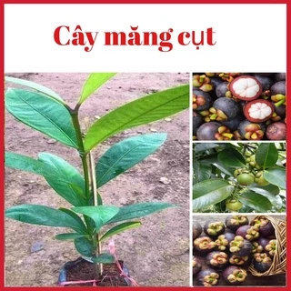 Cây măng cụt cao 35-50 cm cây giống khoẻ mạnh không sâu bệnh (ảnh thật hình cuối)