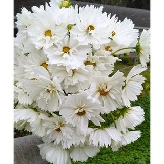 [Hạt giống Mỹ] Hạt giống hoa sao nhái trắng cánh kép - tỷ lệ nảy mầm 95%