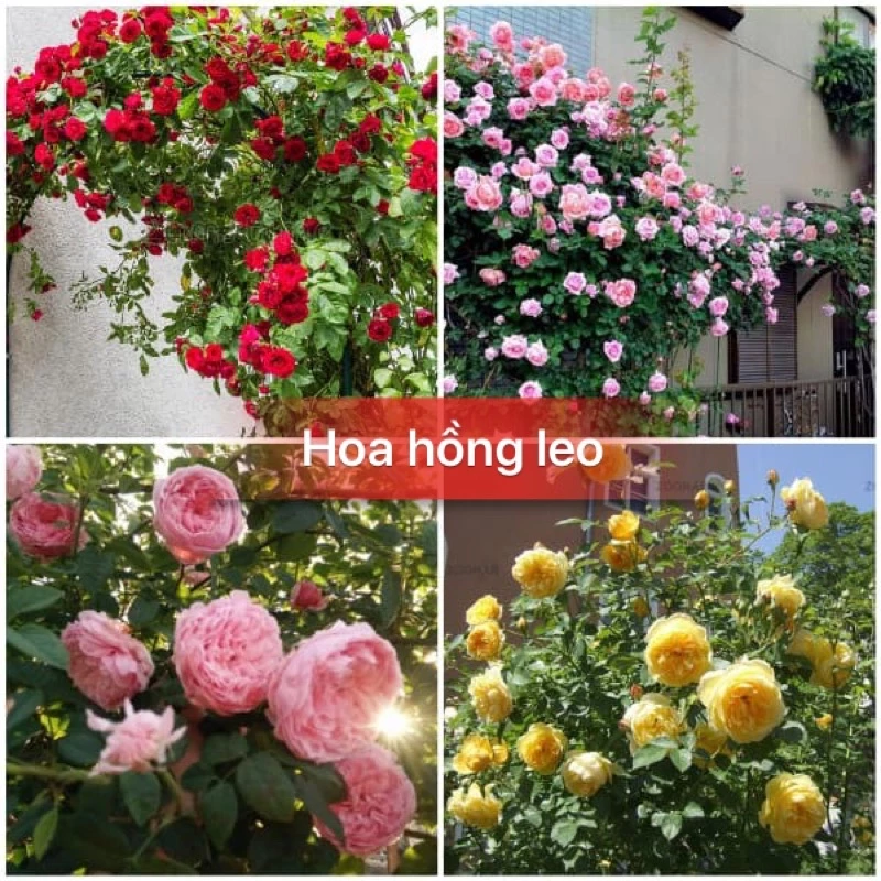 Hạt giống hoa hồng leo đủ màu f1