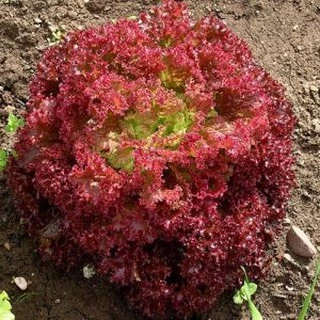 [Seeds] Hạt giống Xà lách xoăn tím Lollo Rossa, đóng gói 2gr, dễ trồng, năng suất cao